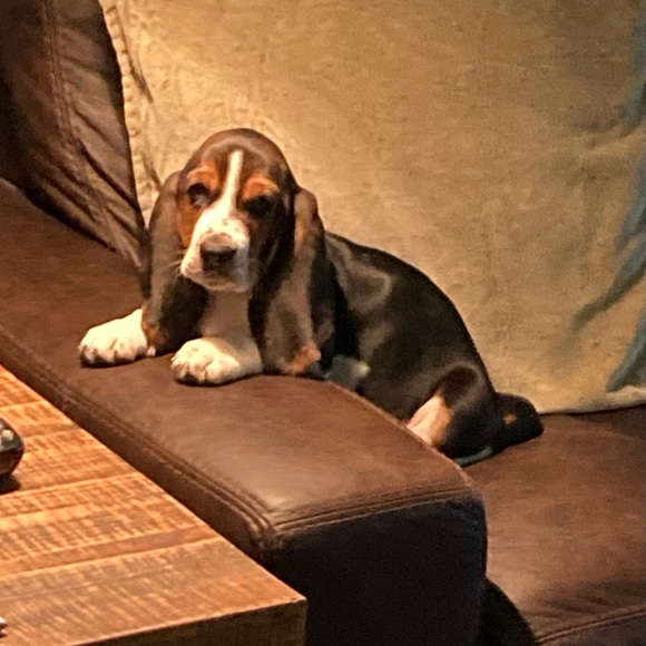 ➕Meet your Posher, Seana ➕ - Picture 4 of 7